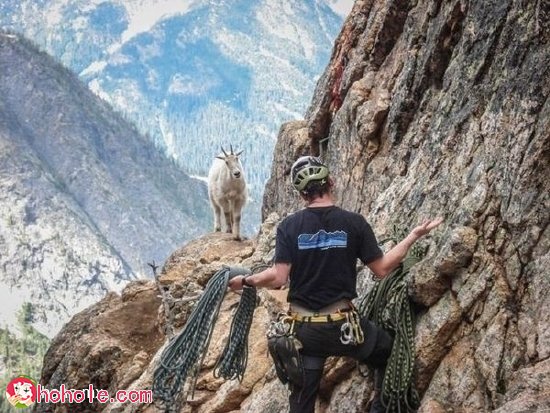 攀岩者在山上遇到山羊