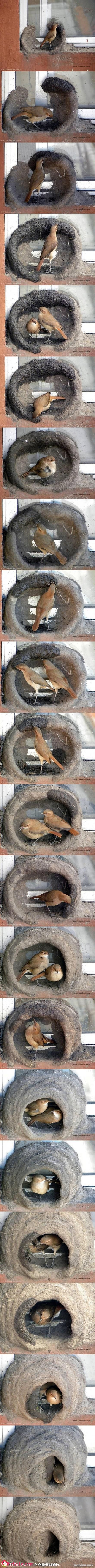 两只小鸟一起做窝的过程
