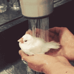 白色小鸟在人手中洗澡，可开心了