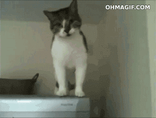 小猫神技能：顺着冰箱走下来