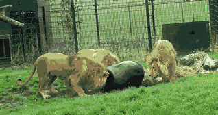 动物园里的狮子钻桶里，头拔不出来，吓坏了