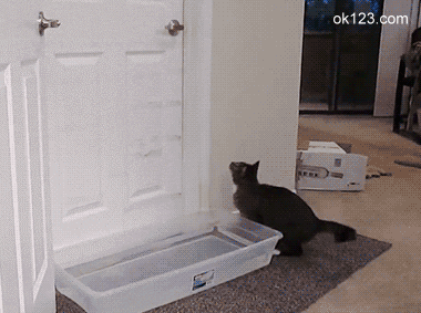 看看猫是如何躲过陷阱打开门锁的