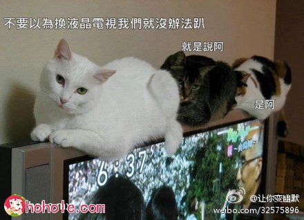 电视是热的，猫都喜欢趴在上面，换成液晶电视呢