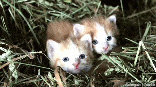 两只小猫宝宝，睁大眼睛看世界