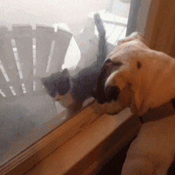 大狗不喜欢小猫，一激动把玻璃都捅破了