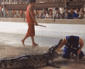一个驯兽师滑倒，把另一个和鳄鱼亲密接触的驯兽师吓坏