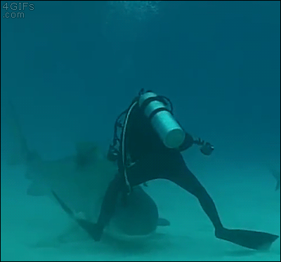 潜水员险被鲨鱼咬腿